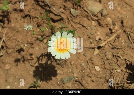 Crown Daisy, Garland chrysantheme, Glébionide couronnée, Chrysanthème à couronnes, Crisantemo silvestre - Glebionis coronaria - Asteraceae Stockfoto