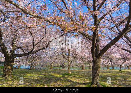 Kirschblüten im Tsurumi Ryokuchi Park in Osaka, Japan Stockfoto