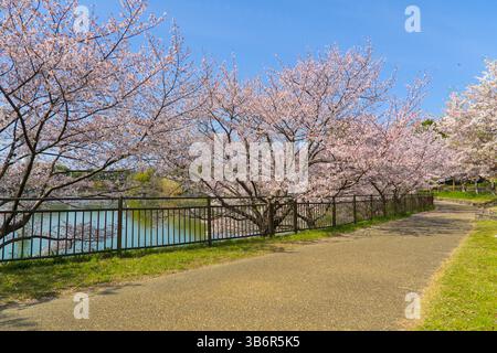 Kirschblüten im Tsurumi Ryokuchi Park in Osaka, Japan Stockfoto