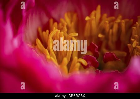 Staubblätter, Blütenblätter, rosa Pfingstrose (Paeonia) Stockfoto