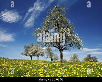 Blühende Löwenzahn- und Birnenbäume (Pyrus communis), Beinwil, Freiamt, Kanton Aargau, Schweiz, Europa Stockfoto