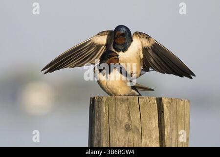 Zwei Scheunenschwalben (Hirundo rustica), die sich auf einem Pfosten paaren, männlich mit ausgestreckten Flügeln, Hessen, Deutschland, Europa Stockfoto