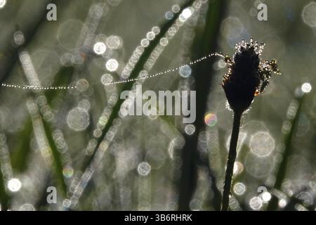 Wiese im Frühjahr mit Tautropfen, Deutschland, Europa Stockfoto