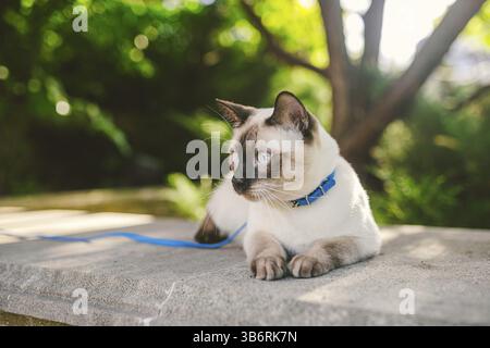 Eine Hauskatze an der Leine im Garten. Blauäugiger männlicher Katzenkatze Mekong Bobtail. Schöne Rassekatze Mekongsky Bobtail, Haustier an der Leine. Die Katze läuft Stockfoto