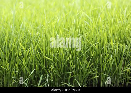 Leuchtend grünes Gras im Nahbereich Stockfoto
