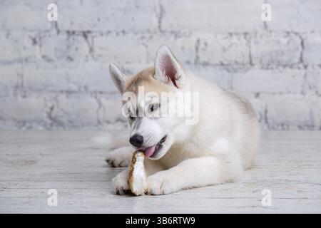 Lächelnder, glücklicher Hund, heller Husky-Welpe, der vor Lust an Nahrungsknochen nagt. Hunde Delikatesse. Hündchen kauen an natürlichen Wildleder-Knochen. Getrocknetes Schweinefleisch Stockfoto
