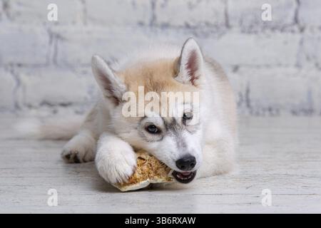 Lächelnder, glücklicher Hund, heller Husky-Welpe, der vor Lust an Nahrungsknochen nagt. Hunde Delikatesse. Hündchen kauen an natürlichen Wildleder-Knochen. Getrocknetes Schweinefleisch Stockfoto