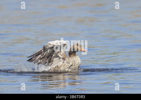 Graugans (Anser anser) im Wasser baden, mit den Flügeln flattern, Wildtiere, Vögel, Gänse, Waghaeusel, Baden-Württemberg, Deutschland, Europa Stockfoto