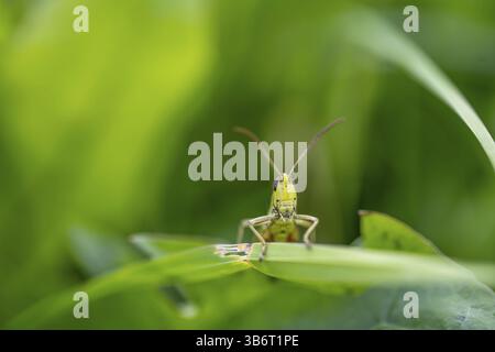 Große grüne Buschgrille (locusta), Heuschrecken, auf einem Grasblatt auf einer Wiese, Tirol, Österreich, Europa Stockfoto