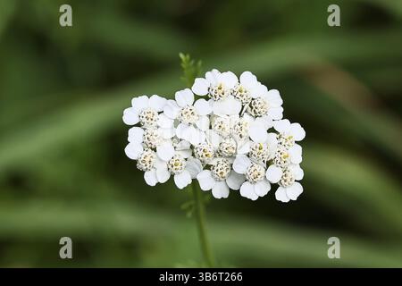 Schafgarbe, Schafgarbe (Achillea millefolium), Blüten auf einer Wiese, Heilpflanze des Jahres 2025, Heilkräuter, Wilnsdorf, Nordrhein-Westfalen Stockfoto