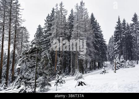 Harzer Schmalspurbahn, Brockenbahn, leeres Gleis in verschneite Landschaft, Fichtenwald, trostloses Winterwetter, Schierke, Wernigerode, Brocken, Harz Nat Stockfoto