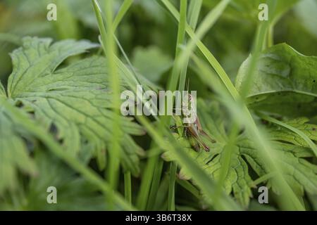 Große grüne Buschgrille (locusta), Heuschrecken, auf einem Grasblatt auf einer Wiese, Tirol, Österreich, Europa Stockfoto