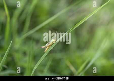 Große grüne Buschgrille (locusta), Heuschrecken, auf einem Grasblatt auf einer Wiese, Tirol, Österreich, Europa Stockfoto