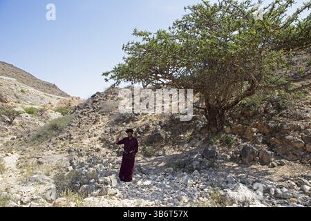 Omanischer Mann in traditioneller Kleidung winkt neben einem Weihrauchbaum oder Boswellia, Al-Mughsail Valley, in der Nähe von Salalah, Provinz Dhofar, Oman, Asien Stockfoto