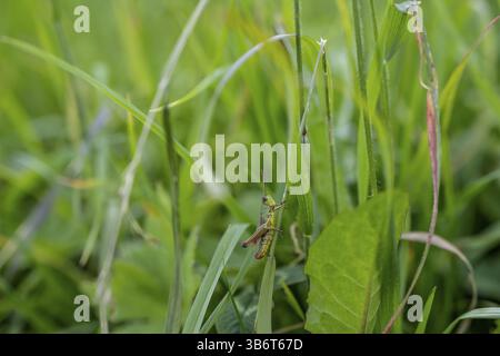 Große grüne Buschgrille (locusta), Heuschrecken, auf einem Grasblatt auf einer Wiese, Tirol, Österreich, Europa Stockfoto