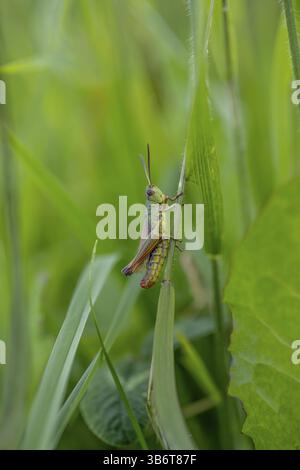 Große grüne Buschgrille (locusta), Heuschrecken, auf einem Grasblatt auf einer Wiese, Tirol, Österreich, Europa Stockfoto