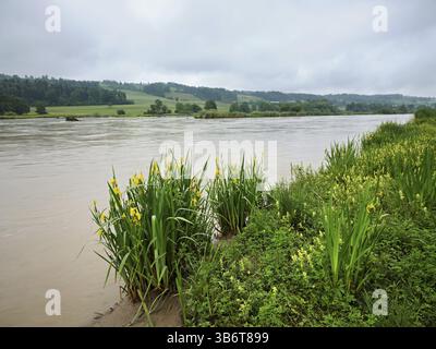 Eine Gruppe blühender gelber sibirischer Iris (Iris sibirica), Naturschutzgebiet Flachsee, Rottenschwil. Freiamt, Kanton Aargau, Schweiz, Europa Stockfoto