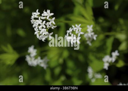 Woodruff (Galium odoratum) in Blüte, Pflanze, Blüte, April, Frühling, Schwaebisch Hall, Hohenlohe, Deutschland, Europa Stockfoto