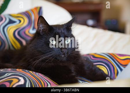 Nahaufnahme einer vollständig schwarzen Katze mit auffälligen gelben Augen, die auf Kissen in einem Sessel liegt und direkt auf die Kamera blickt Stockfoto