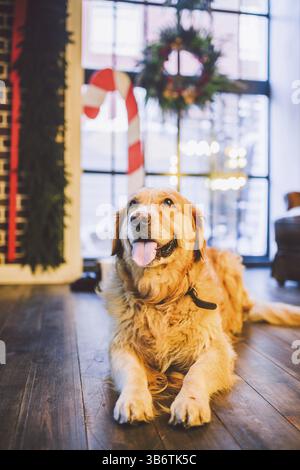 Labrador Retriever ist ein goldener Retriever für Erwachsene, der in vollem Wachstum auf dem Hintergrund eines Fensters sitzt, das mit Silvester- und Weihnachtsdekor dekoriert ist Stockfoto