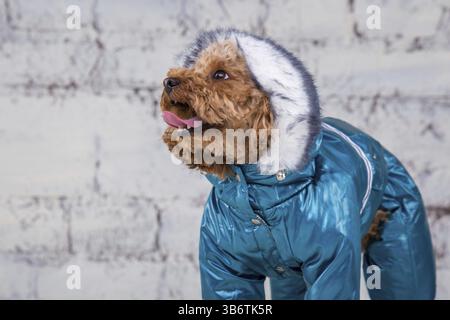 Kleiner lustiger Hund von brauner Farbe mit lockigen Haaren der Spielzeugpudelrasse, der in Kleidung für Hunde posiert. Themenaccessoires und modische Outfits für Haustiere. Stockfoto