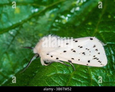 Erwachsener weißer Erminmotten, Spilosoma ölucipeda, ein Gartenbesucher in Großbritannien im Frühjahr und Sommer Stockfoto