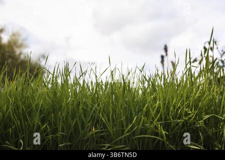 Leuchtend grünes Gras im Nahbereich Stockfoto