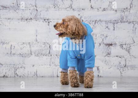 Kleiner lustiger Hund von brauner Farbe mit lockigen Haaren der Spielzeugpudelrasse, der in Kleidung für Hunde posiert. Themenaccessoires und modische Outfits für Haustiere. Stockfoto