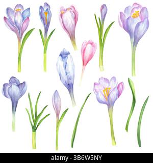 Ein Bündel von Frühlingskrokussen, bemalt mit Aquarell. Weiche violette und blaue Blüten mit grünen Blättern. Frühlingsgarten Clipart. Handgezeichnetes Aquarell Stockfoto