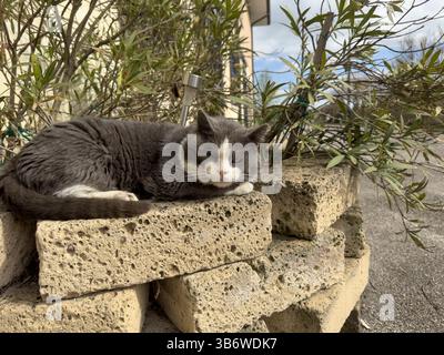 Graue und weiße Katze, die sich bequem auf einem Haufen Tuffziegel in einem Garten entspannt und das warme Sonnenlicht an einem friedlichen Tag aufsaugt Stockfoto