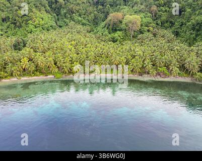 Ein flaches Korallenriff wächst am Rande einer malerischen, palmenbedeckten tropischen Insel in der Nähe von Halmahera, Indonesien. Dieses Gebiet weist eine hohe Artenvielfalt auf. Stockfoto