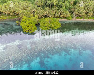 Ein flaches Korallenriff wächst am Rande einer malerischen, palmenbedeckten tropischen Insel in der Nähe von Halmahera, Indonesien. Dieses Gebiet weist eine hohe Artenvielfalt auf. Stockfoto