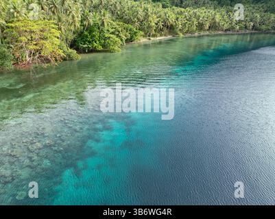 Ein flaches Korallenriff wächst am Rande einer malerischen, palmenbedeckten tropischen Insel in der Nähe von Halmahera, Indonesien. Dieses Gebiet weist eine hohe Artenvielfalt auf. Stockfoto