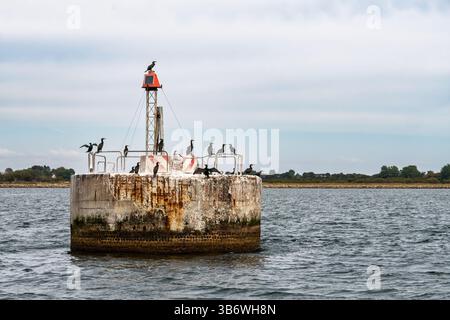 Kormorangruppe, die sich auf einem Leuchtfeuer und Licht im Kanal Rødsand Rende in der Nähe des Hafens Gedser an der Südspitze von Falster, Dänemark, befand Stockfoto