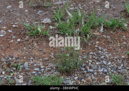 Weißes Milkkraut, Polygala alba Stockfoto