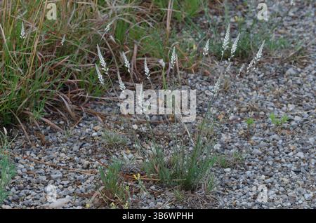Weißes Milkkraut, Polygala alba Stockfoto