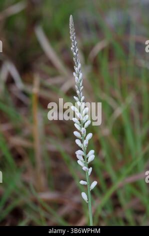 Weißes Milkkraut, Polygala alba Stockfoto