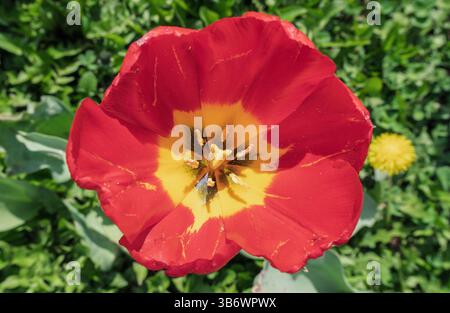 Eine rote und gelbe Blume mit gelbem Zentrum. Die Blume ist in einem grünen Grasfeld Stockfoto