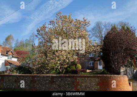 Baum in Blüte vor attraktiven alten Häusern im Hampshire Dorf North Waltham Stockfoto