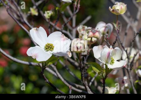 Cornus Florida Baum in Blüte bei Frühlingssonne Stockfoto