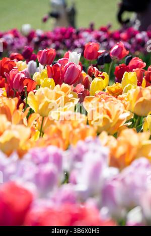Ein dicht gepacktes Feld aus bunten Tulpen in Rot-, Rosa-, Violett-, Gelb- und Weißtönen, die Schönheit der Natur in voller Blüte Stockfoto