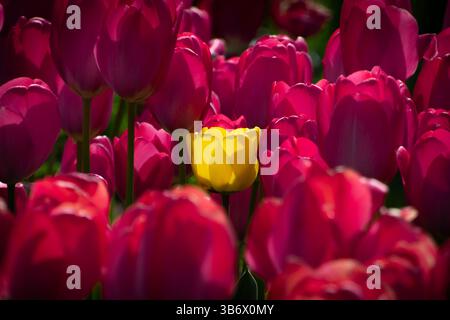 Eine einzige gelbe Tulpe hebt sich kühn in einem lebhaften Feld roter Tulpen hervor Stockfoto