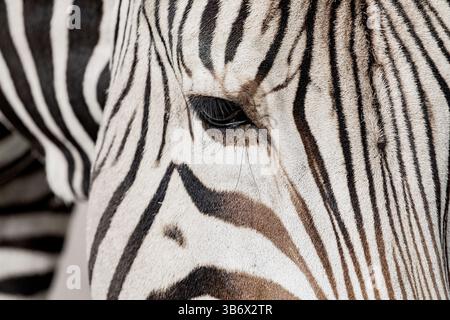 Plains Zebra Equus quagga, früher Equus burchellii. Sehr nahes und detailliertes Porträt eines Zebras. Augen- und Fellstruktur. Zebra sucht Stockfoto