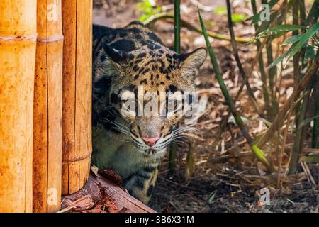Wolkenkatze Neofelis nebulosa Wildkatze. Große gepunktete graue, süße Katze. Stockfoto