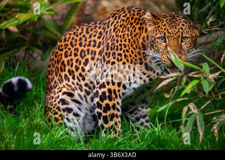 Männlicher javanischer Leopard Panthera pardus melas aus Java, Indonesien. Porträt eines großen rot gefleckten Leoparden vor dem Hintergrund von Bäumen und Büschen. Sehr Stockfoto