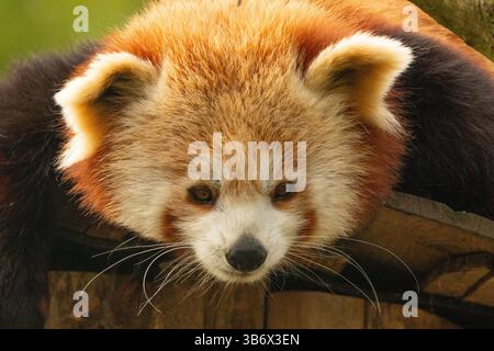 Süßer roter Panda, junger kleiner Panda Ailurus fulgens, süßes kleines rotes Tier, das von einem Baum herabblickt Stockfoto