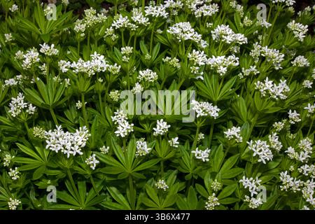 Galium odoratum (Süßholzwurz) ist zusammen mit China und Japan in weiten Teilen Europas beheimatet. Er wächst im vollen Schatten auf feuchten, reichen Böden. Stockfoto