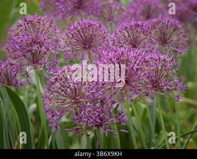 Violette Blüten der Riesenzwiebel (Allium Giganteum). Bällchen mit blühenden Allium-Blüten. Stockfoto