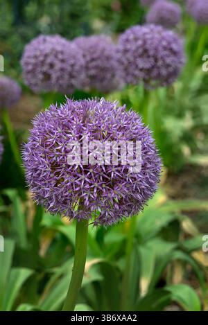 Violette Blüten der Riesenzwiebel (Allium Giganteum). Bällchen mit blühenden Allium-Blüten. Stockfoto