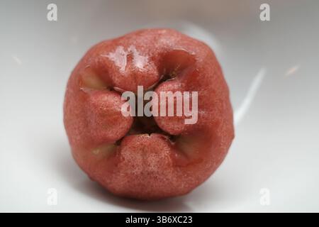 Ein Rosenapfel in einer weißen Schüssel. Es ist auch bekannt als Java Apfel. Stockfoto